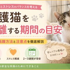 保護猫を隔離する期間の目安｜感染症とストレスのバランスを正しく理解する