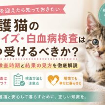 保護猫の猫エイズ・白血病検査はいつ受けるべきか｜時期・費用・注意点を獣医師監修レベルで解説