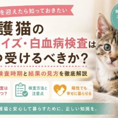 保護猫の猫エイズ・白血病検査はいつ受けるべきか｜時期・費用・注意点を獣医師監修レベルで解説
