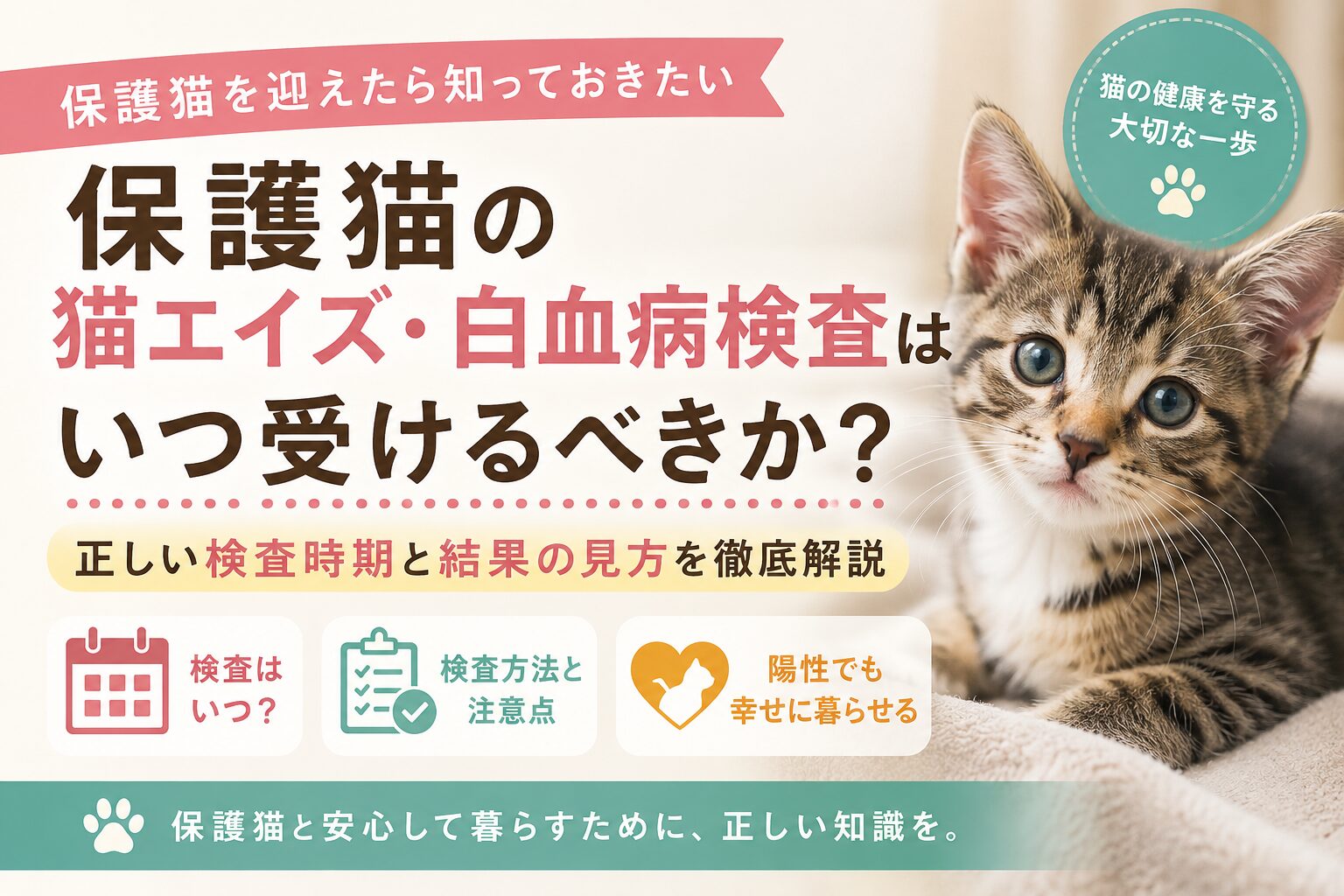保護猫の猫エイズ・白血病検査はいつ受けるべきか