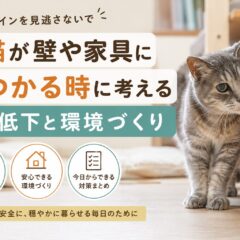 老猫が壁や家具にぶつかる時に考える視力低下と環境づくり｜原因・対策・ケアを徹底解説