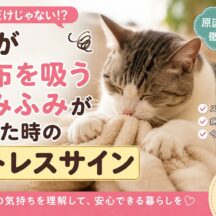 猫が毛布を吸う・ふみふみが増えた時のストレスサイン｜動物福祉の専門家が解説