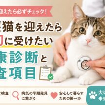 保護猫を迎えたら最初に受けたい健康診断と検査項目｜獣医師が推奨するチェックリスト完全版