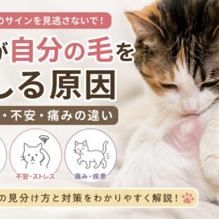 猫が自分の毛をむしる原因|皮膚病・不安・痛みの違いと正しい対処法