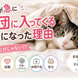 猫が急に布団に入ってくるようになった理由｜動物福祉の視点から徹底解説