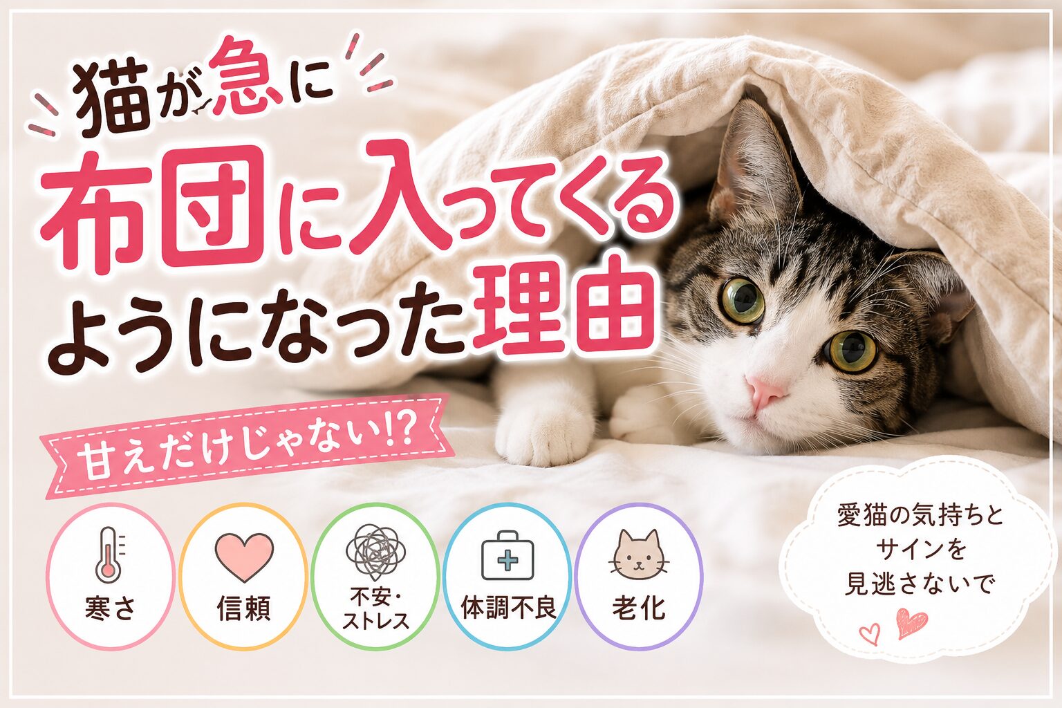 猫が急に布団に入ってくるようになった理由