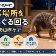 老猫が夜中にぐるぐる回る原因と認知症ケア｜獣医師も注目する正しい対処法