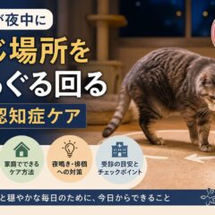 老猫が夜中にぐるぐる回る原因と認知症ケア｜獣医師も注目する正しい対処法