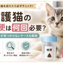 保護猫の検便は何回必要？寄生虫が見つからないケースも徹底解説