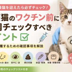 保護猫のワクチン前に体調チェックすべきポイント｜獣医師も推奨する確認リスト完全版
