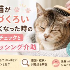 老猫が毛づくろいしなくなった…それはSOSサイン？体調チェックとブラッシング介助の完全ガイド