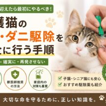 保護猫のノミ・ダニ駆除を安全に行う完全手順｜初めてでも失敗しない方法