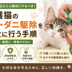 保護猫のノミ・ダニ駆除を安全に行う完全手順｜初めてでも失敗しない方法