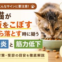 老猫がご飯をこぼす・口から落とす原因は口内炎と筋力低下？見逃せないサインと対処法