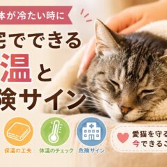 老猫の体が冷たい時に自宅でできる保温と危険サイン｜獣医師監修レベルの完全ガイド