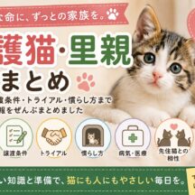 保護猫・里親まとめ｜迎え方・譲渡条件・トライアル・慣らし方まで
