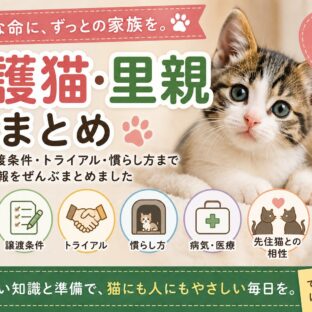保護猫・里親まとめ｜迎え方・譲渡条件・トライアル・慣らし方まで