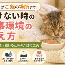 老猫がご飯の場所まで行けない！食事環境の整え方と福祉的アプローチ完全ガイド