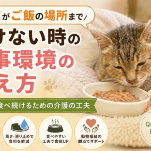 老猫がご飯の場所まで行けない！食事環境の整え方と福祉的アプローチ完全ガイド