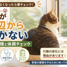猫が窓辺から動かない時の心理と体調チェック｜専門家が解説する行動の意味と対処法