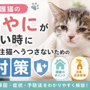 保護猫の目やにが多い時に先住猫へうつさないための対策｜感染リスクと隔離ケアを徹底解説