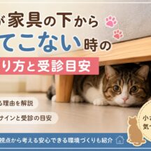 猫が家具の下から出てこない時の見守り方と受診目安｜動物福祉の専門家が解説