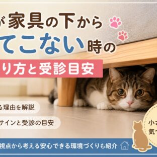 猫が家具の下から出てこない時の見守り方と受診目安｜動物福祉の専門家が解説