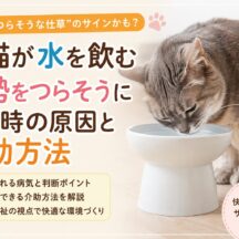 老猫が水を飲む姿勢をつらそうにする時の原因と介助方法【獣医師監修レベルの完全ガイド】