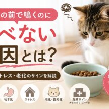 猫がご飯の前で鳴くのに食べない…その原因と正しい対処法を徹底解説