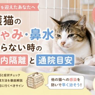保護猫のくしゃみ・鼻水が治らない時の家庭内隔離と通院目安｜動物福祉の視点で徹底解説