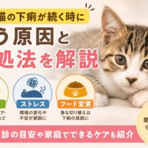 保護猫の下痢が続く時に疑う寄生虫・ストレス・フード変更｜原因別の対処法を徹底解説