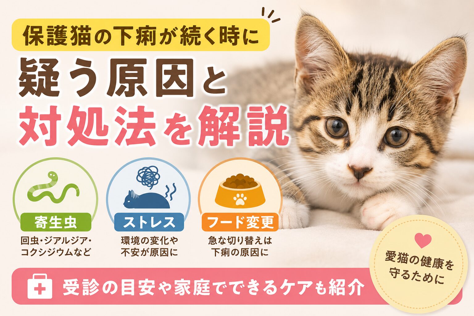 保護猫の下痢が続く時に疑う寄生虫・ストレス・フード変更