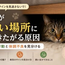 猫が暗い場所に行きたがる原因｜安心行動と体調不良を見分ける完全ガイド