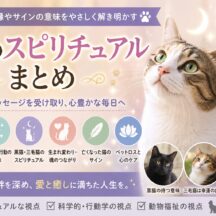 猫のスピリチュアルまとめ｜猫に選ばれる人・不思議な行動・生まれ変わり・亡くなった猫のサインまで