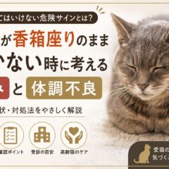 老猫が香箱座りのまま動かないのは危険信号?痛みと体調不良のサインを徹底解説