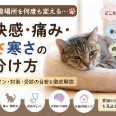老猫が寝場所を何度も変えるのはなぜ？不快感・痛み・暑さ寒さの見分け方を徹底解説