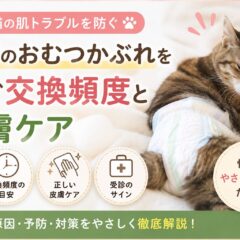 老猫のおむつかぶれを防ぐ交換頻度と皮膚ケア完全ガイド