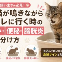 老猫が鳴きながらトイレに行く時の見分け方｜痛み・便秘・膀胱炎を症状別に解説