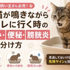 老猫が鳴きながらトイレに行く時の見分け方｜痛み・便秘・膀胱炎を症状別に解説