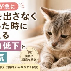 老猫が急に声を出さなくなった——体力低下と病気のサインを見逃さないために