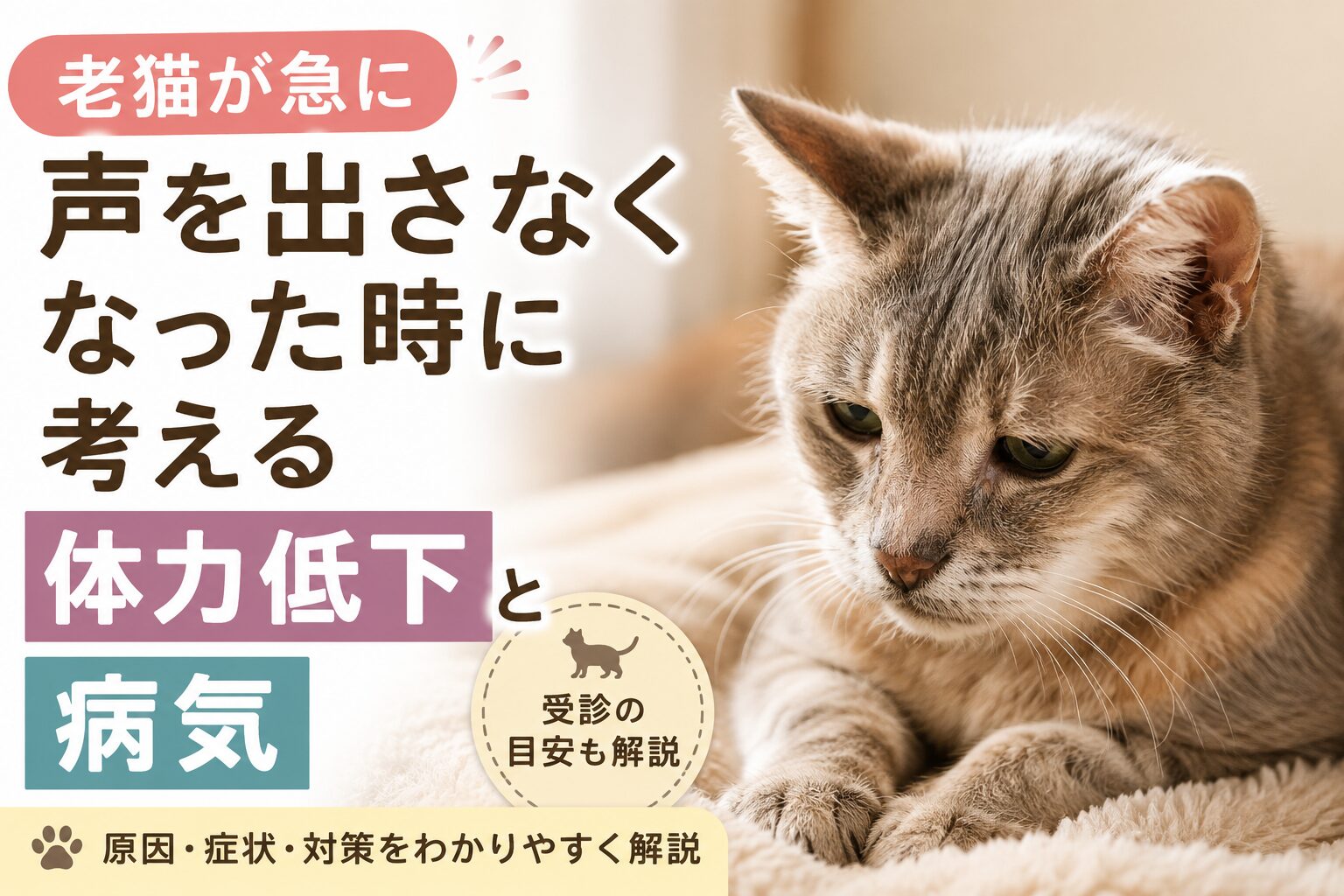 老猫が急に声を出さなくなった