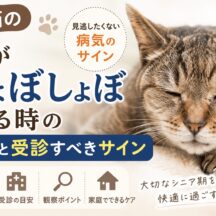 老猫の目がしょぼしょぼする原因と受診すべきサイン｜動物福祉の視点から徹底解説