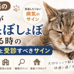 老猫の目がしょぼしょぼする原因と受診すべきサイン｜動物福祉の視点から徹底解説