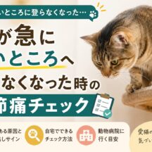 猫が高いところへ登らなくなった時に疑うべき関節痛のサインとチェック方法