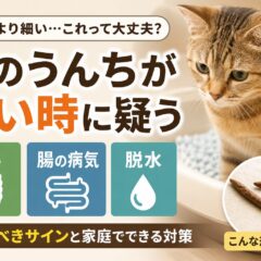 猫のうんちが細い時に疑うべき原因とは?便秘・腸の病気・脱水のサインを徹底解説