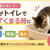 猫がトイレでうずくまるのは危険信号？尿閉・便秘・痛みのサインを見逃さないために【動物福祉専門ガイド】