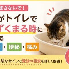 猫がトイレでうずくまるのは危険信号？尿閉・便秘・痛みのサインを見逃さないために【動物福祉専門ガイド】