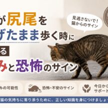 猫が尻尾を下げたまま歩く理由とは？痛みと恐怖のサインを徹底解説