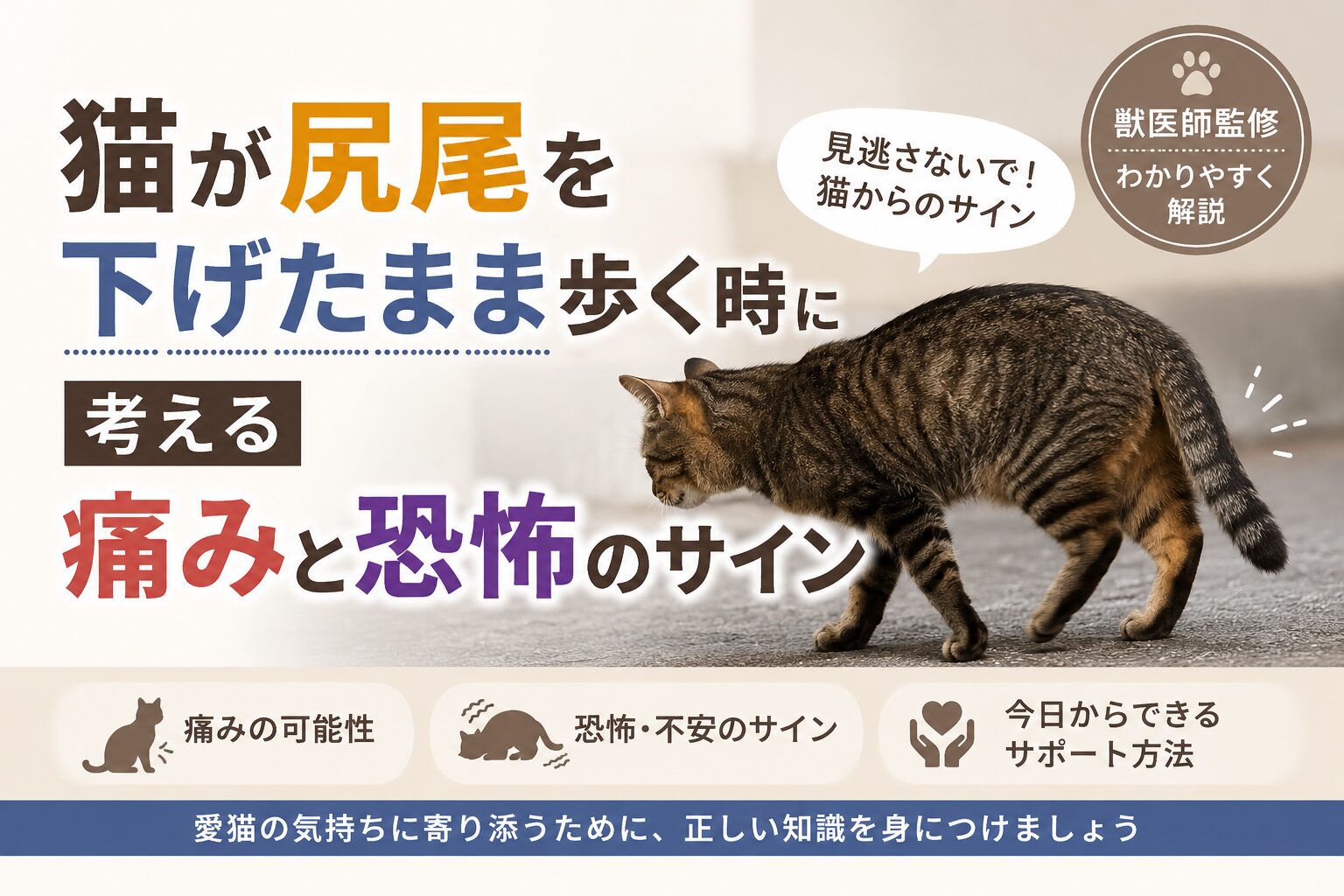 猫が尻尾を下げたまま歩く理由とは