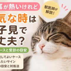 猫の耳が熱いけれど元気なときは様子見していい？見極めポイントを解説